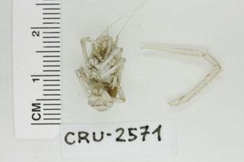 Media type: image;   Invertebrate Zoology CRU-2571 Description: Preserved specimen.;